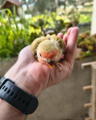 Pulli da imbecco inseparabili