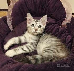 Siberiano