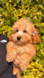 Piuma, cucciola di maltipoo