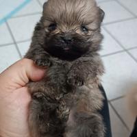 Cuccioli di Spitz