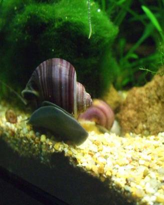 lumaca ampullaria ampullarie ottimi esemplari
