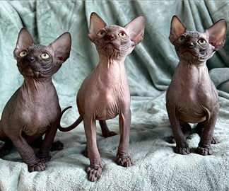 Cuccioli Canadian Sphynx con pedigree