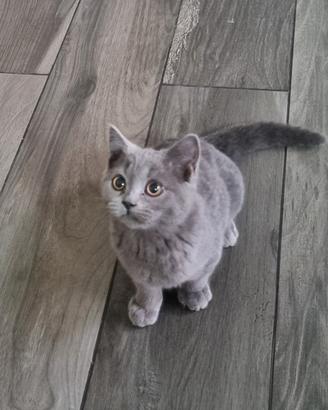 Scottish fold e Straight