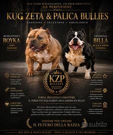 American bully