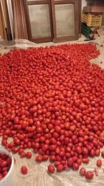 pomodori 