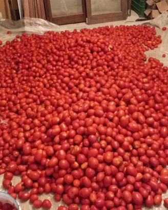 pomodori 