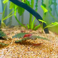 Neocaridinie Red Cherry