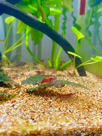 Neocaridinie Red Cherry