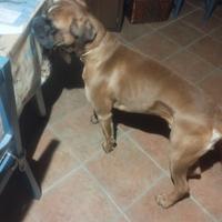 Boxer per accoppiamento