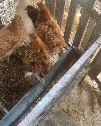 Galline
