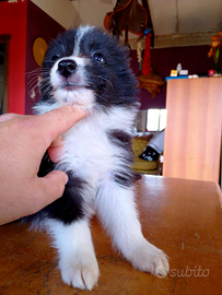 Cuccioli di BORDER COLLIE