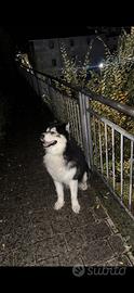 Siberian Husky per monta