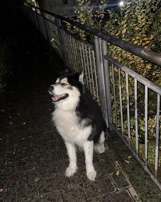 Siberian Husky per monta
