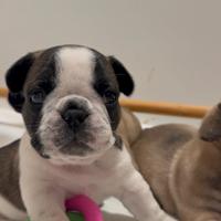 Bulldog Francese