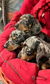 Bassotti disponibili ( Arlecchino)