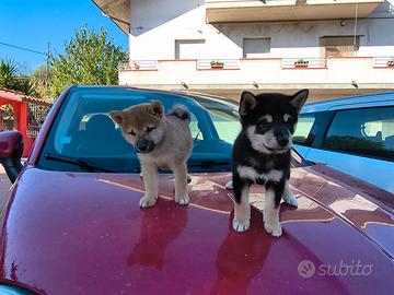 Shiba inu pedigree Enci