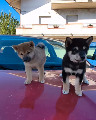 Shiba inu pedigree Enci