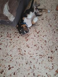 Cucciolo di amstaff