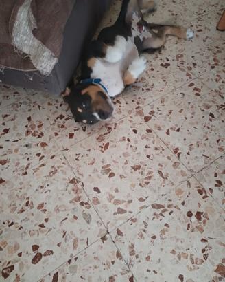 Cucciolo di amstaff