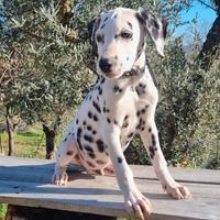 Cucciolo di dalmata con PEDIGREE ENCI