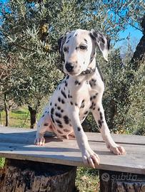 Cucciolo di dalmata con PEDIGREE ENCI