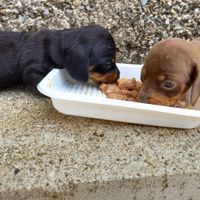 Bassotti nani con pedigree