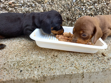 Bassotti nani con pedigree