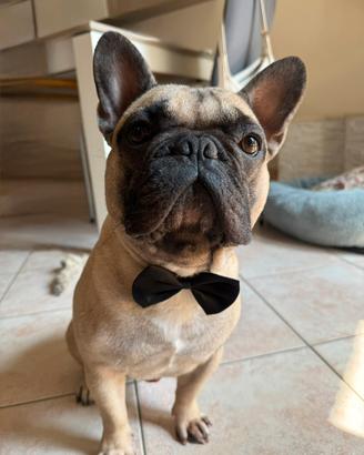 Bulldog francese per monta