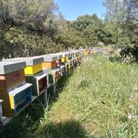 Famiglie di api, sciami di api