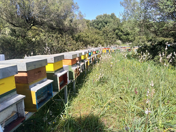 Famiglie di api, sciami di api