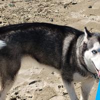 Cuccioli di siberian aski