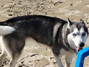 Cuccioli di siberian aski