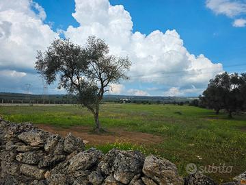 Due lotti Terreni Agricoli Zona Mannara