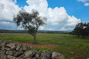 Due lotti Terreni Agricoli Zona Mannara