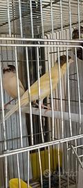 Uccelli