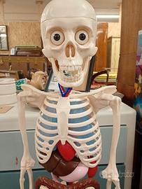 scheletro in plastica 