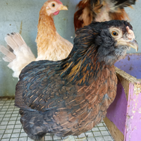 Gallina araucana nana