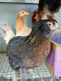 Gallina araucana nana