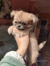 Chihuahua toy pelo lungo