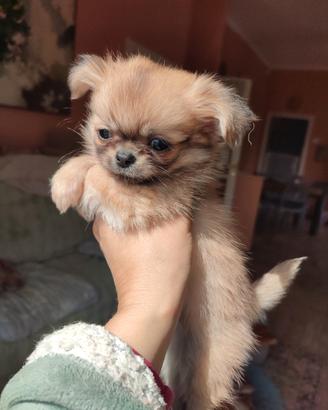 Chihuahua toy pelo lungo