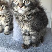 Maine coon