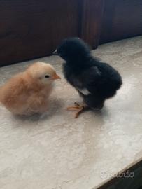 Pulcini di diverse razze