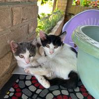 Gatti adatti ai bambini