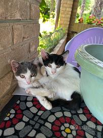 Gatti adatti ai bambini