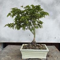 bonsai acero kyoyme 