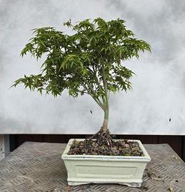 bonsai acero kyoyme 
