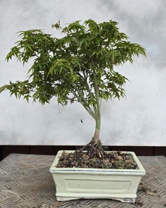bonsai acero kyoyme 