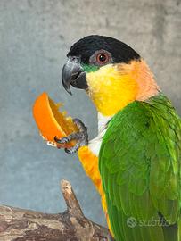 Caicco testa nera pionites melanocephala