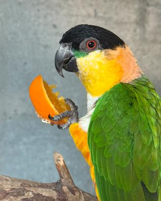 Caicco testa nera pionites melanocephala