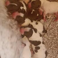 Cuccioli springer spaniel